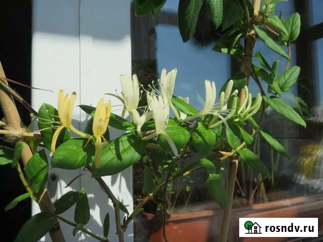 Желтый кустарниковый жасмин Улан-Удэ - изображение 1