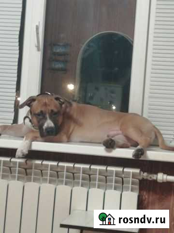 Кобель на вязку Липецк - изображение 1