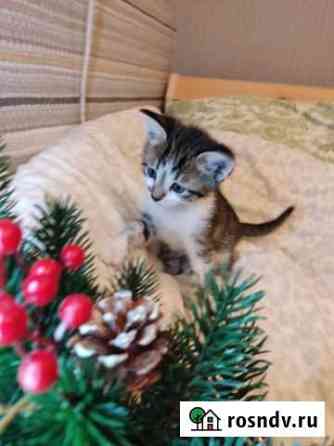 Котенок мальчик 1 месяц Нижний Новгород