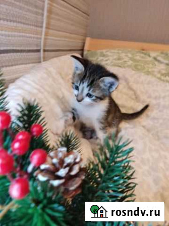 Котенок мальчик 1 месяц Нижний Новгород - изображение 1