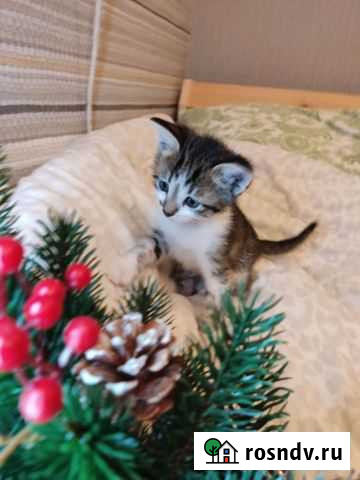 Котенок мальчик 1 месяц Нижний Новгород - изображение 1