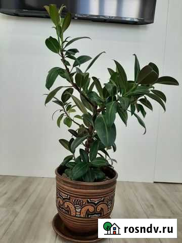 Фикус каучуконосный Благовещенск - изображение 1