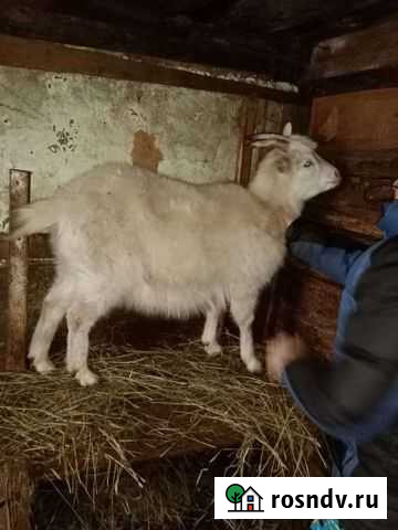 Козочка покрытая молочная линия Первомайский - изображение 1