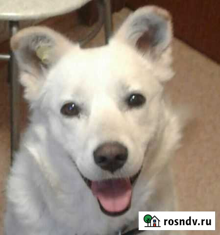 Собака в добрые руки Липецк - изображение 1