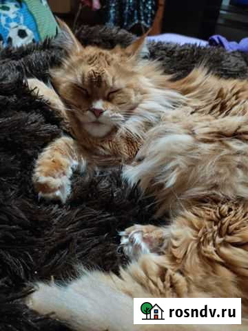 Котята мейн-кун Иваново - изображение 1