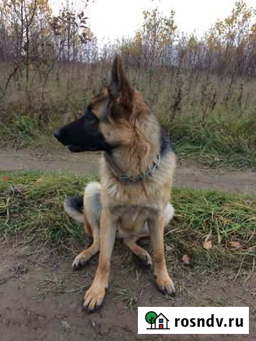 Немецкая овчарка Рыбинск - изображение 1