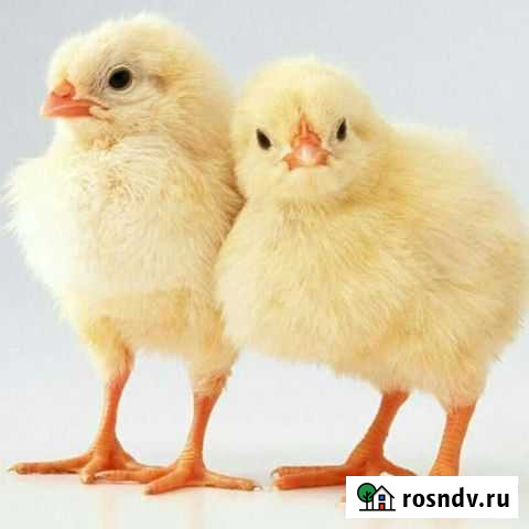 Цыплята бройлеры суточные Александров - изображение 1