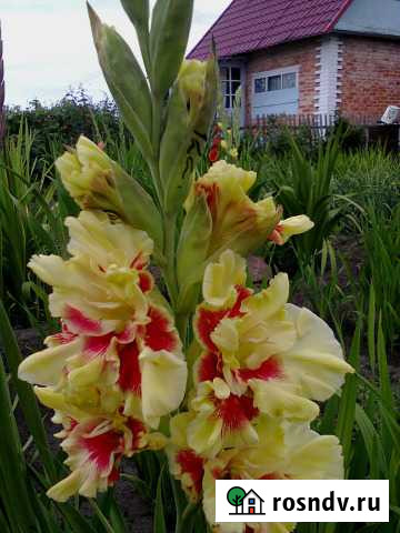 Гладиолусы - почтой Оренбург - изображение 1