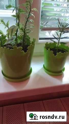 Педилантус и пипирамийя Липецк - изображение 1