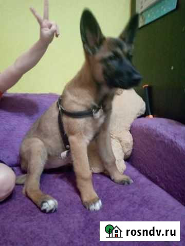 Щенок в добрые руки Пермь - изображение 1