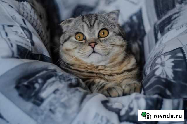 Вязка котов шотландских Уфа - изображение 1