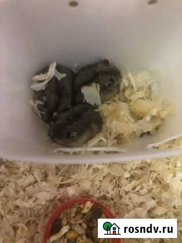 Джунгарский хомяк Домодедово - изображение 1