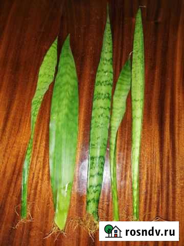 Сансевиерия Королев - изображение 1
