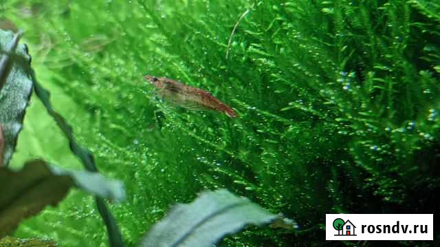 Аквариумные креветки Староминская - изображение 1