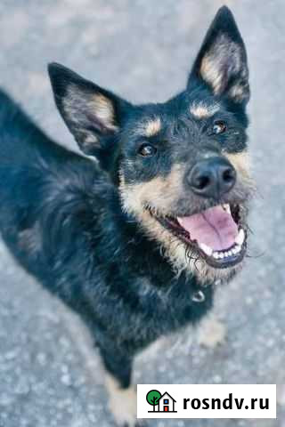 Собака Тина в добрые руки Чебоксары - изображение 1