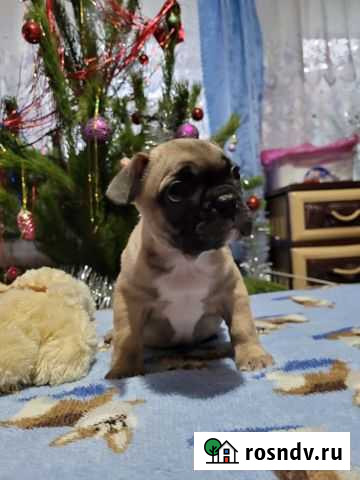 Французик карапузик Аксай - изображение 1