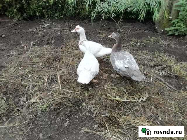 Индоутки молодые Рославль - изображение 1