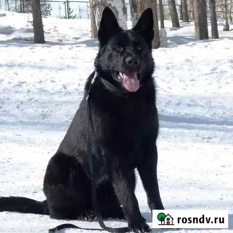 Щенки немецкой овчарки рабочего разведения Ангарск - изображение 1