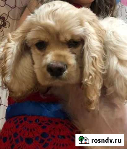 Кокер спаниель американский Саки - изображение 1