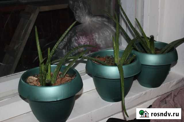 Алоэ, столетник Липецк - изображение 1