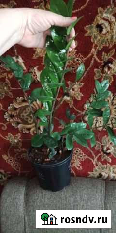 Замиокулькос Барнаул - изображение 1