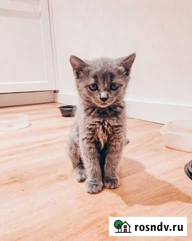 Британские котята Челябинск - изображение 1