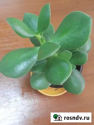 Денежное дерево Тольятти - изображение 1