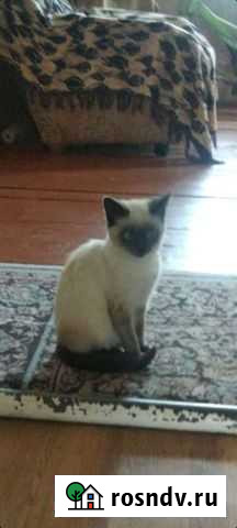 Кошка Сураж - изображение 1