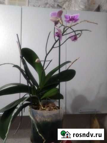 Орхидея Кострома - изображение 1