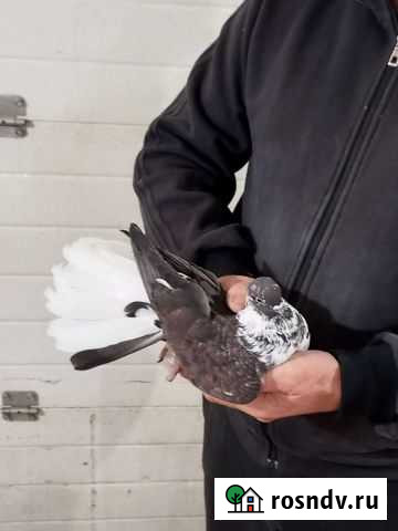 Продажа николаевских,милитопольских голубей Курск - изображение 1