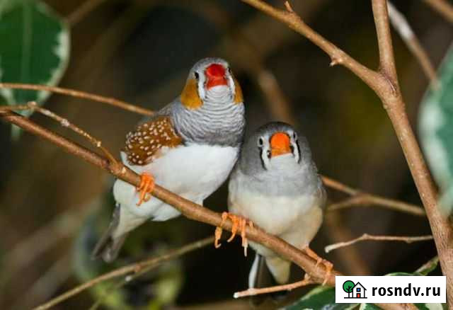 Птички Дзержинск - изображение 1