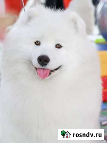 Белоснежное счастье Новосибирск - изображение 1