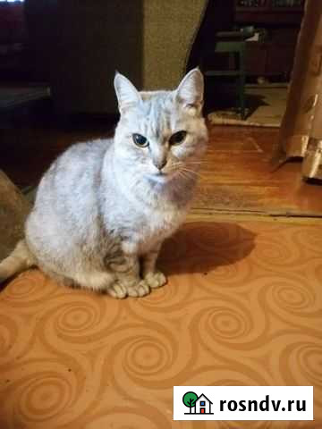 Кошка-мышеловка Советская Гавань - изображение 1