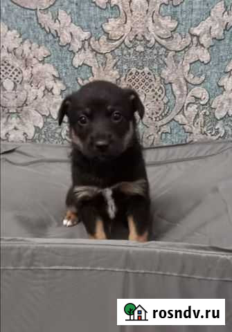 Собака в добрые руки щенок Волгодонск - изображение 1