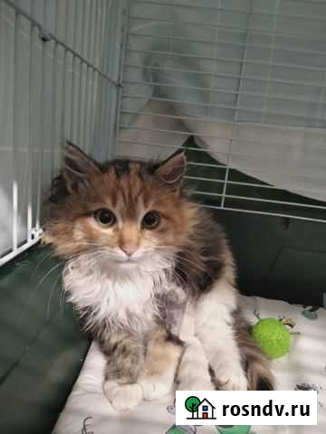 Особенная бусинка Дубна - изображение 1