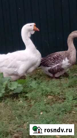 Продаются гуси Залегощь - изображение 1