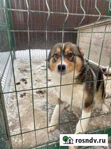 Собака Добрунь - изображение 1