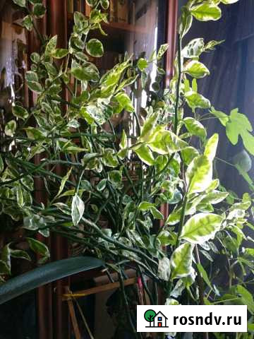 Педилантус Пенза - изображение 1