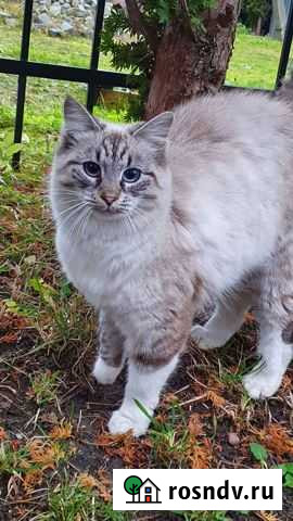 Кошка Васильково - изображение 1