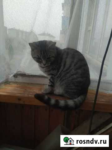 Кошка Северный - изображение 1