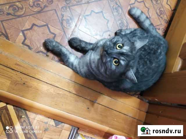 Кот на вязку Чебоксары - изображение 1