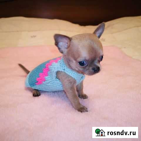 Чихуахуа супер мини девочка Хабаровск - изображение 1