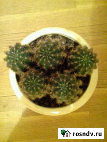 Кактус Обнинск - изображение 1