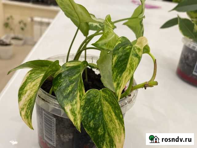 Сингониум и сциндапсус золотистый Королев - изображение 1