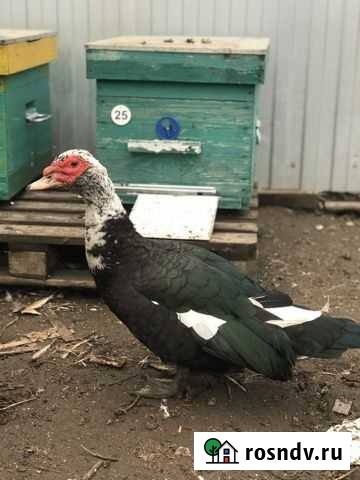 Продам селезня Курск - изображение 1