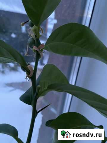 Лимон Югославский Смоленск - изображение 1