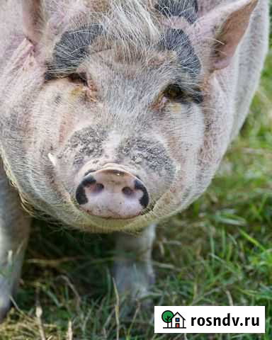 Мясо свинина Маркс - изображение 1