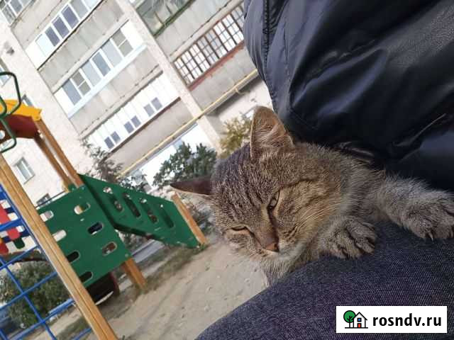 Кот Курган - изображение 1