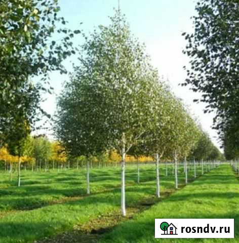 Саженцы березы Михайлов - изображение 1