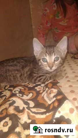 Бенгальская кошка Серпухов - изображение 1